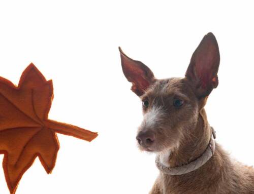 2.8 design for dogs: giochi per cane da materiali di recupero