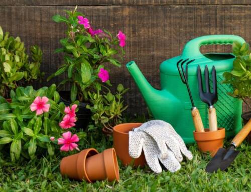 Piante e giardinaggio: italiani sempre più pollici verdi