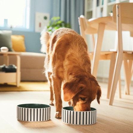 animali domestici