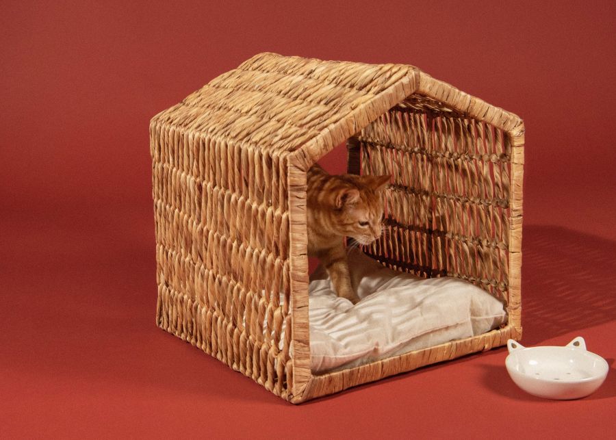 animali domestici