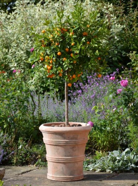 vaso da giardino