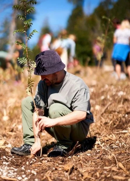 piantumazione nuovi alberi