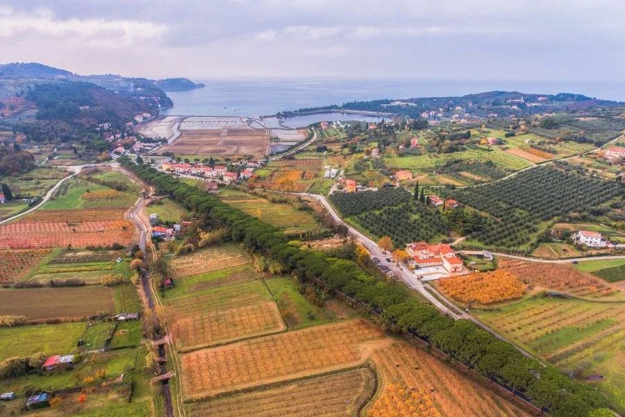 festa dei cachi e autunno in Slovenia