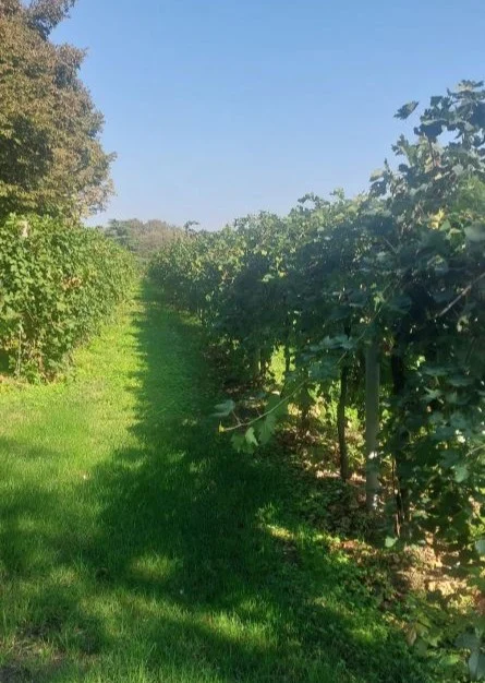 vigneto Lago di Garda